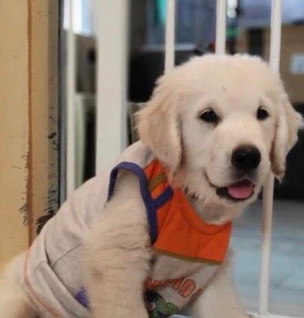 DogsIndia.com - Golden Retriever - Deepthi