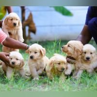 DogsIndia.com - Golden Retriever - Dr.Praveen (Coimbatore)