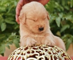 DogsIndia.com - Golden Retriever - Girish