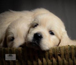 DogsIndia.com - Golden Retriever - Girish