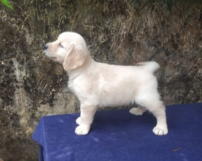 DogsIndia.com - Golden Retriever - Gold Flakes Kennel
