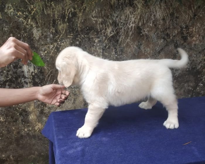 DogsIndia.com - Golden Retriever - Gold Flakes Kennel