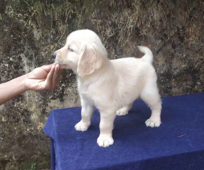 DogsIndia.com - Golden Retriever - Gold Flakes Kennel