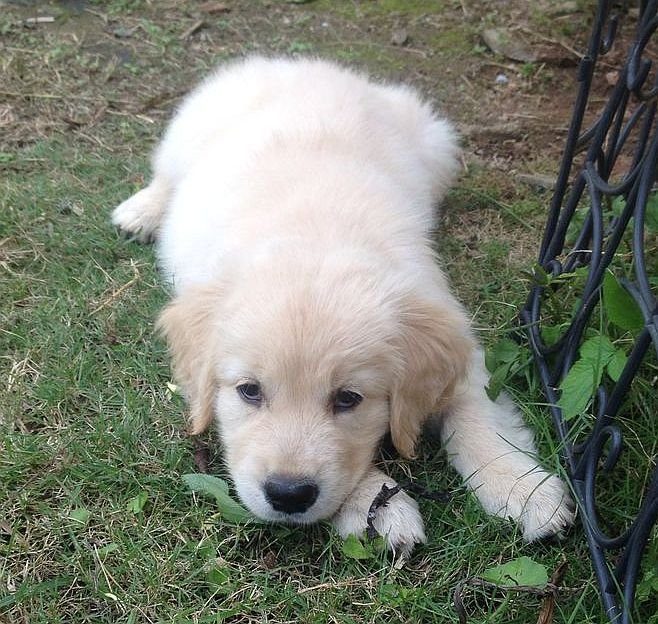 DogsIndia.com - Golden Retriever - Gold Flakes Kennel