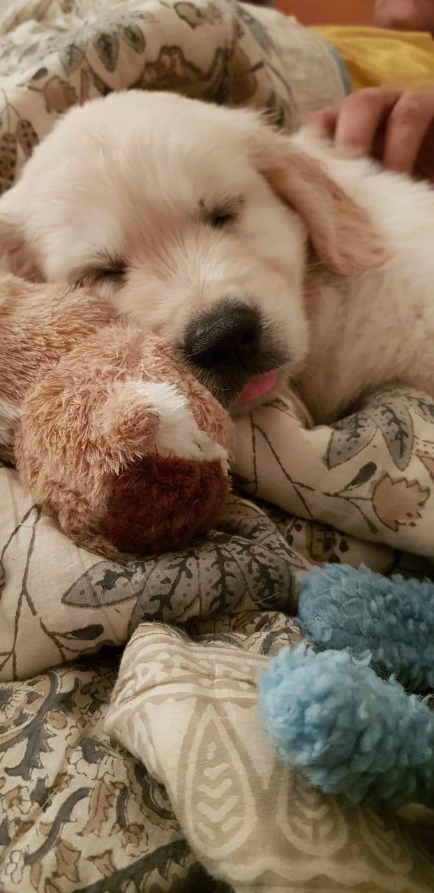 DogsIndia.com - Golden Retriever - Gold Flakes Kennel