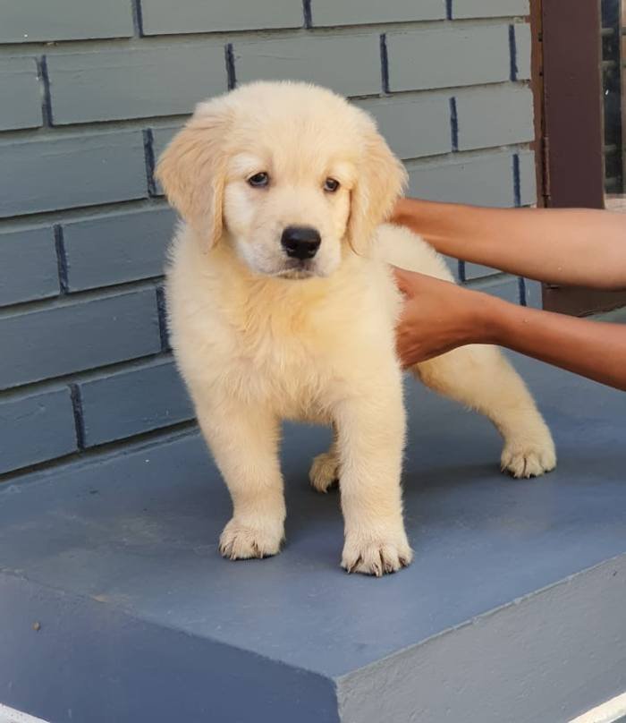DogsIndia.com - Golden Retriever - Gold Flakes Kennel