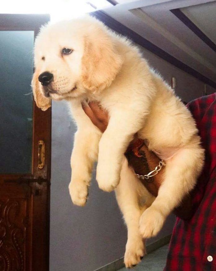 DogsIndia.com - Golden Retriever - Goldhead