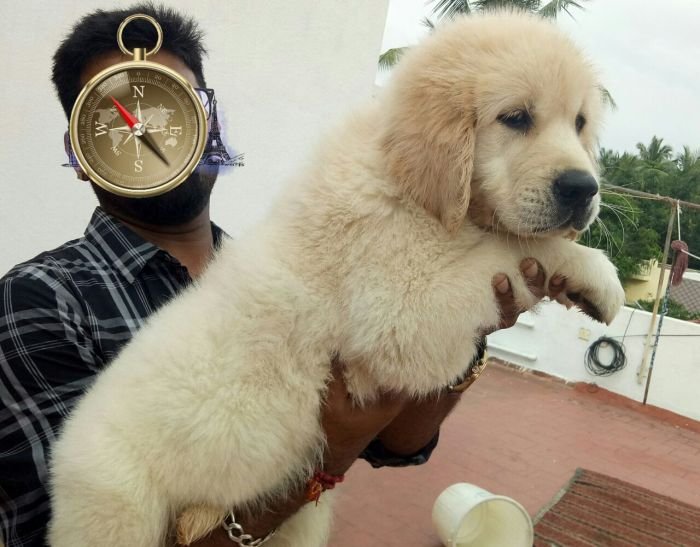 DogsIndia.com - Golden Retriever - Goldhead