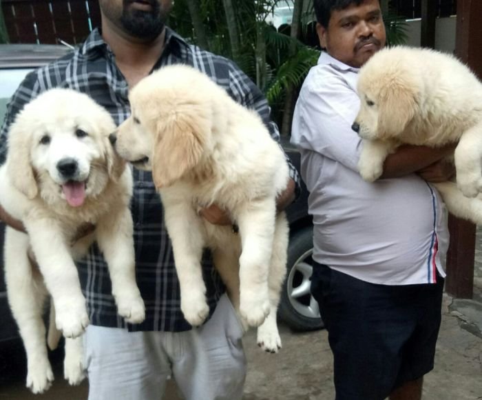 DogsIndia.com - Golden Retriever - Goldhead