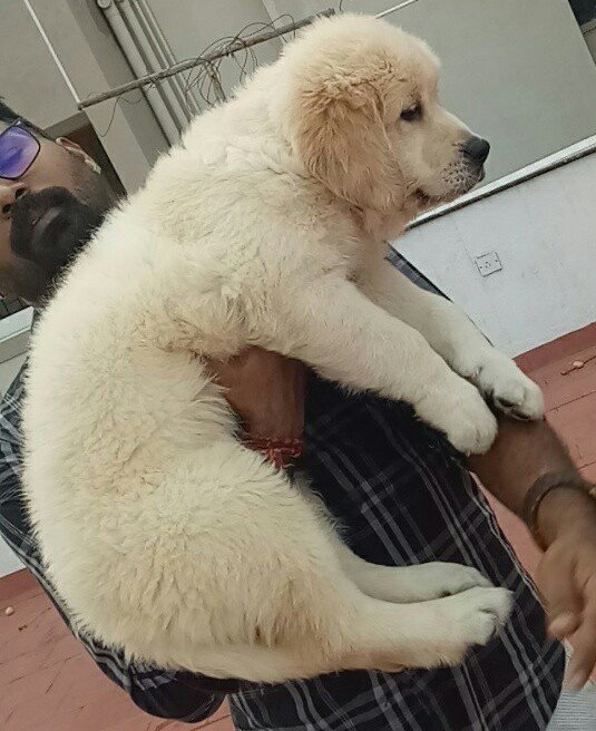 DogsIndia.com - Golden Retriever - Goldhead