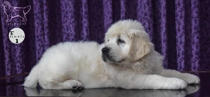 DogsIndia.com - Golden Retriever - Goldhead