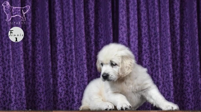 DogsIndia.com - Golden Retriever - Goldhead