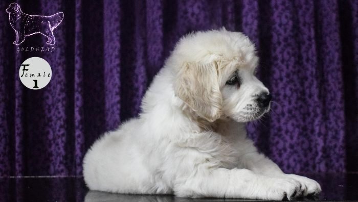 DogsIndia.com - Golden Retriever - Goldhead