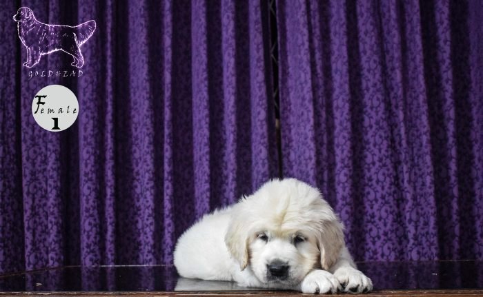 DogsIndia.com - Golden Retriever - Goldhead