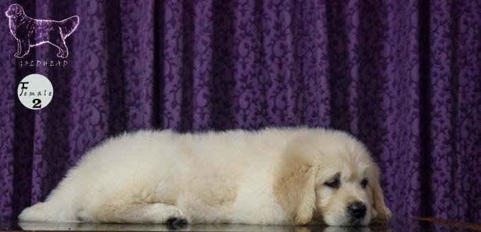 DogsIndia.com - Golden Retriever - Goldhead