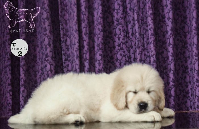 DogsIndia.com - Golden Retriever - Goldhead