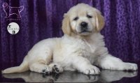 DogsIndia.com - Golden Retriever - Goldhead