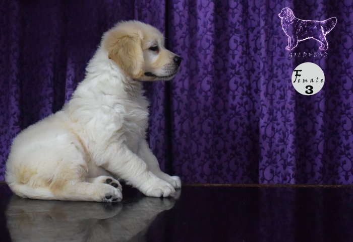 DogsIndia.com - Golden Retriever - Goldhead