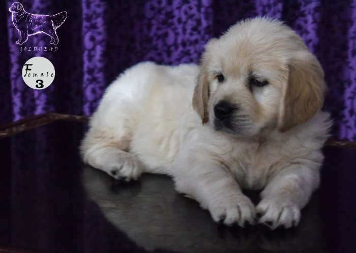 DogsIndia.com - Golden Retriever - Goldhead