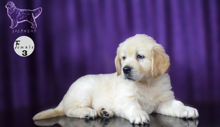 DogsIndia.com - Golden Retriever - Goldhead