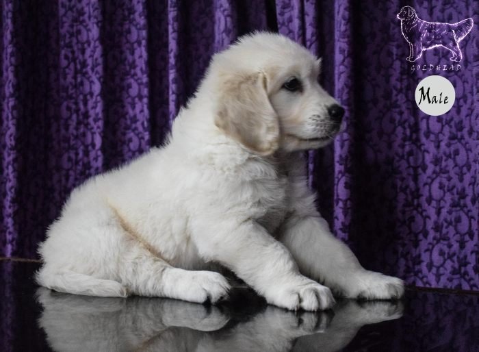 DogsIndia.com - Golden Retriever - Goldhead