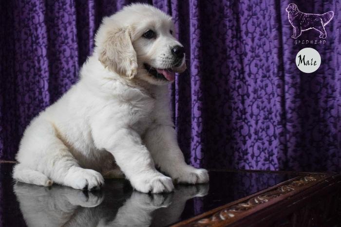 DogsIndia.com - Golden Retriever - Goldhead