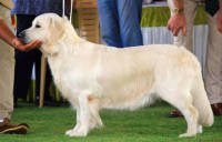 DogsIndia.com - Golden Retriever - Happy Minds - Abhijit