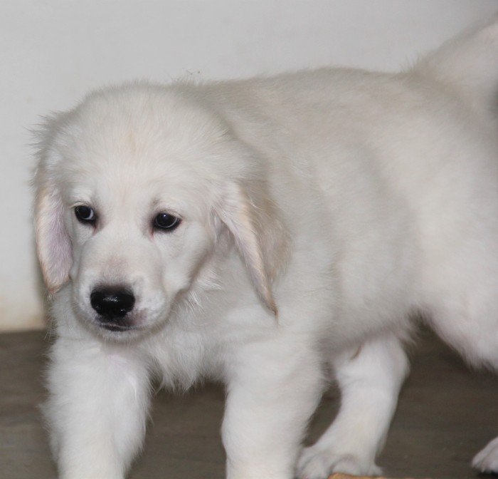DogsIndia.com - Golden Retriever - Happy Minds - Abhijit