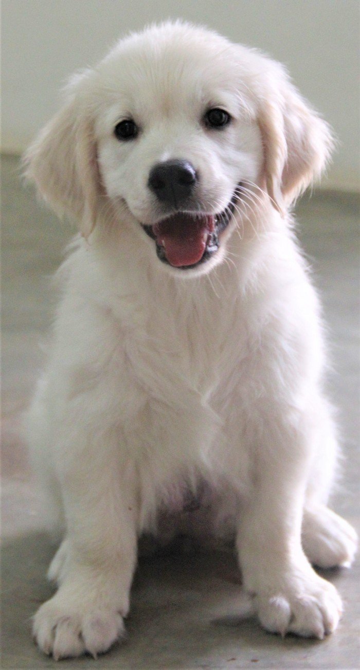 DogsIndia.com - Golden Retriever - Happy Minds - Abhijit
