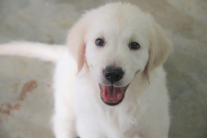 DogsIndia.com - Golden Retriever - Happy Minds - Abhijit