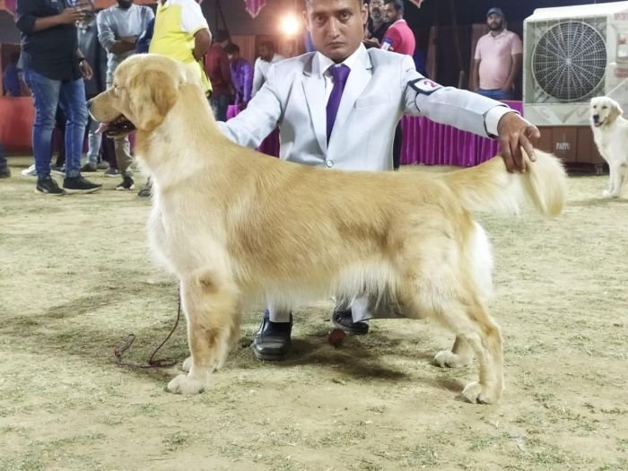 DogsIndia.com - Golden Retriever - Hrishikesh