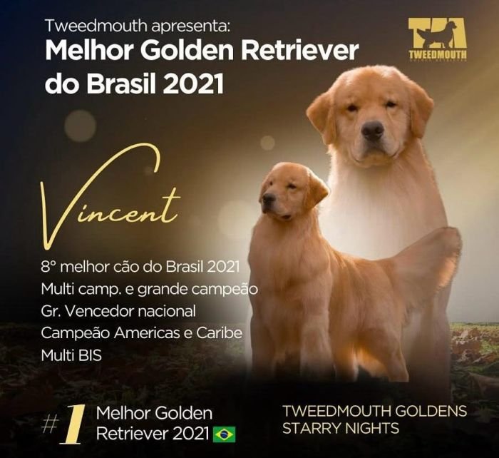 DogsIndia.com - Golden Retriever - Hrishikesh