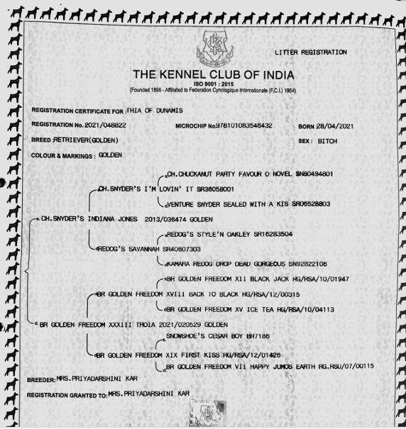 DogsIndia.com - Golden Retriever - Hrishikesh