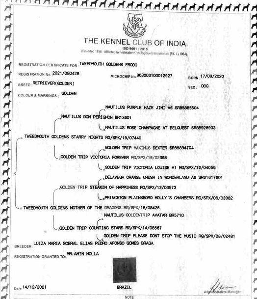 DogsIndia.com - Golden Retriever - Hrishikesh