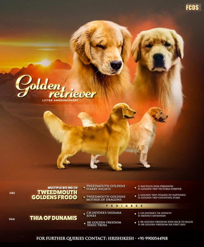 DogsIndia.com - Golden Retriever - Hrishikesh