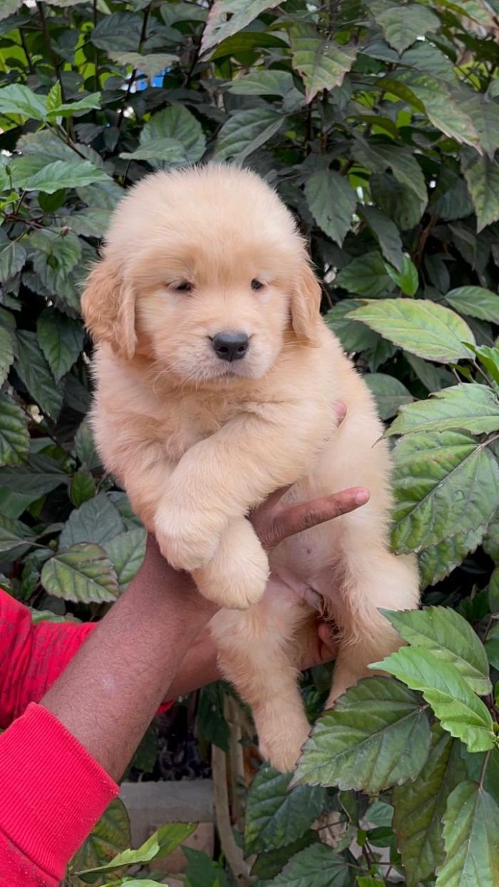 DogsIndia.com - Golden Retriever - Hrishikesh