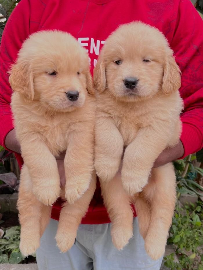 DogsIndia.com - Golden Retriever - Hrishikesh