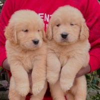 DogsIndia.com - Golden Retriever - Hrishikesh