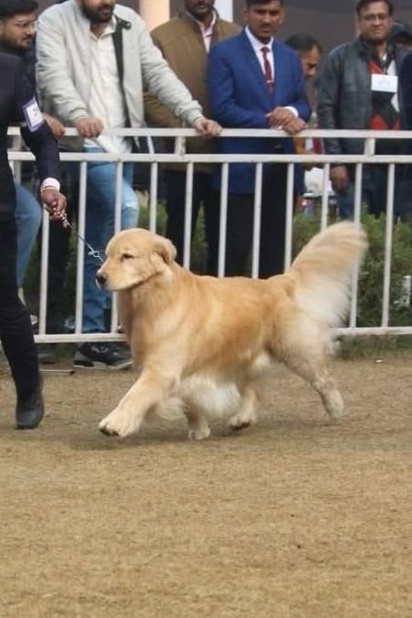 DogsIndia.com - Golden Retriever - Hrishikesh