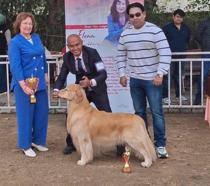 DogsIndia.com - Golden Retriever - Hrishikesh