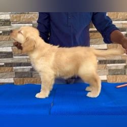 DogsIndia.com - Golden Retriever - Hrishikesh
