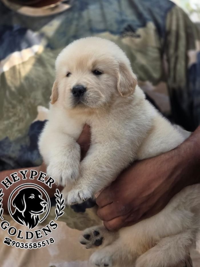 DogsIndia.com  Golden Retriever  Jayachandra