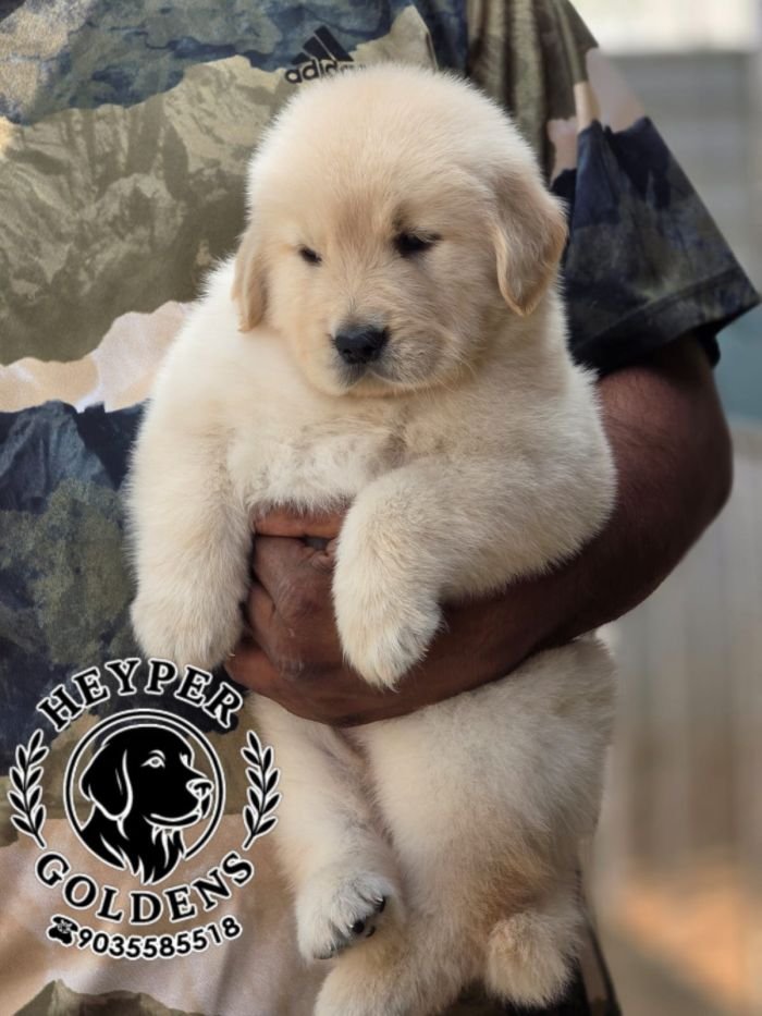 DogsIndia.com  Golden Retriever  Jayachandra