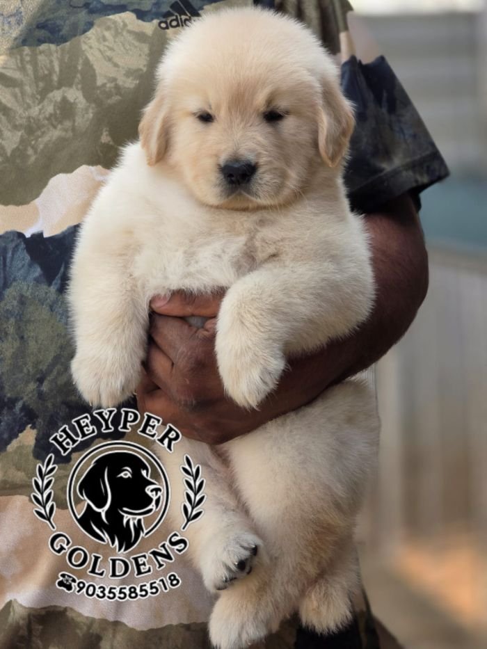 DogsIndia.com  Golden Retriever  Jayachandra