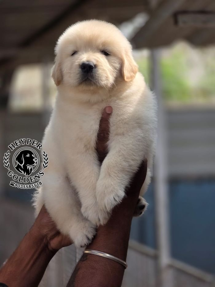 DogsIndia.com  Golden Retriever  Jayachandra