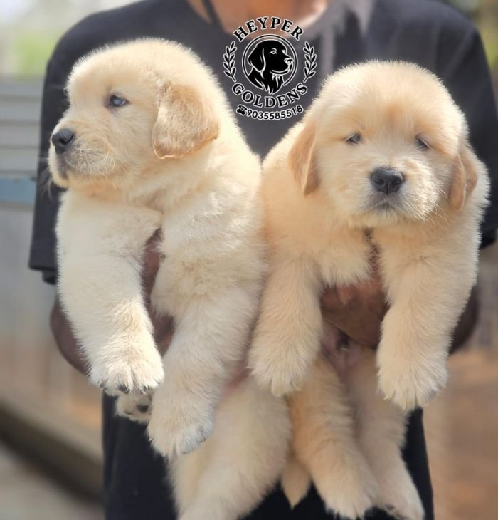 DogsIndia.com  Golden Retriever  Jayachandra