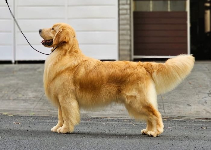 DogsIndia.com  Golden Retriever  Jayachandra