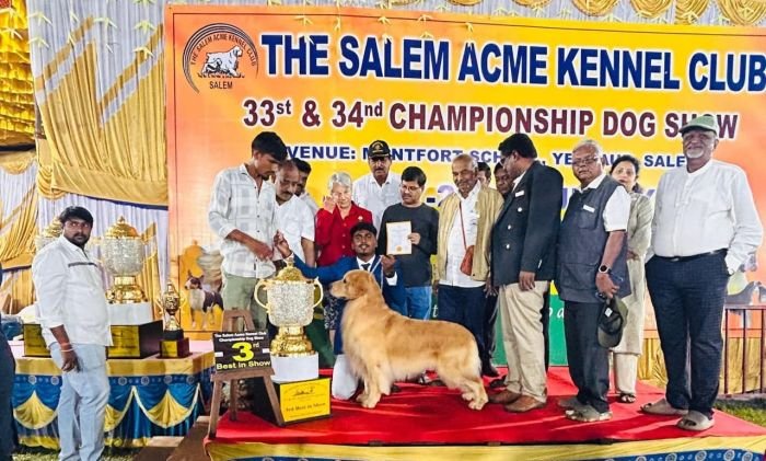 DogsIndia.com  Golden Retriever  Jayachandra