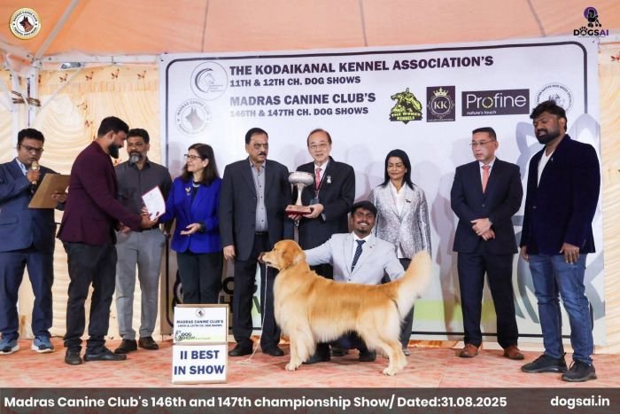 DogsIndia.com  Golden Retriever  Jayachandra