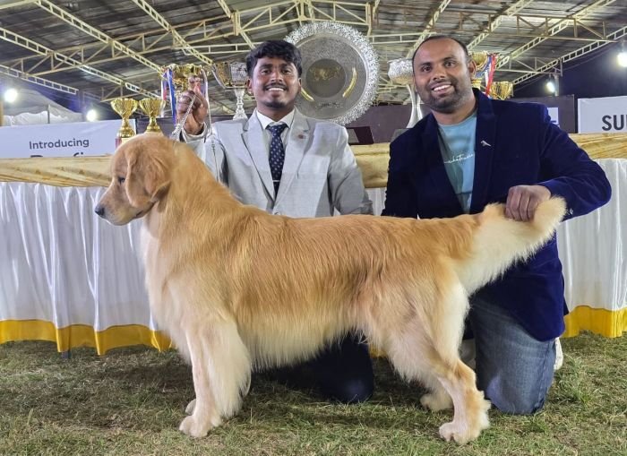 DogsIndia.com  Golden Retriever  Jayachandra